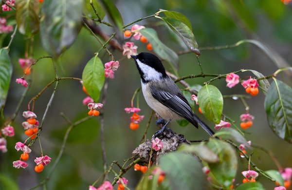 Comment les produits biologiques profitent-ils à l'environnement ?