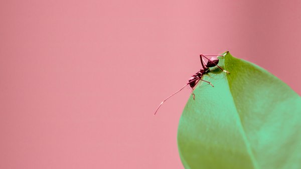 Face aux nuisances : la désinsectisation comme solution efficace